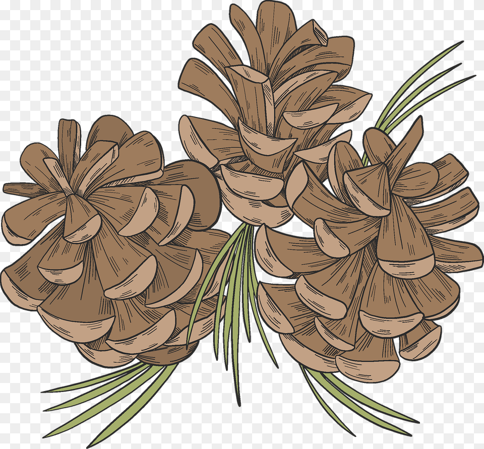 Pine Cones Clipart, Conifer, Plant, Tree, Art Free Png