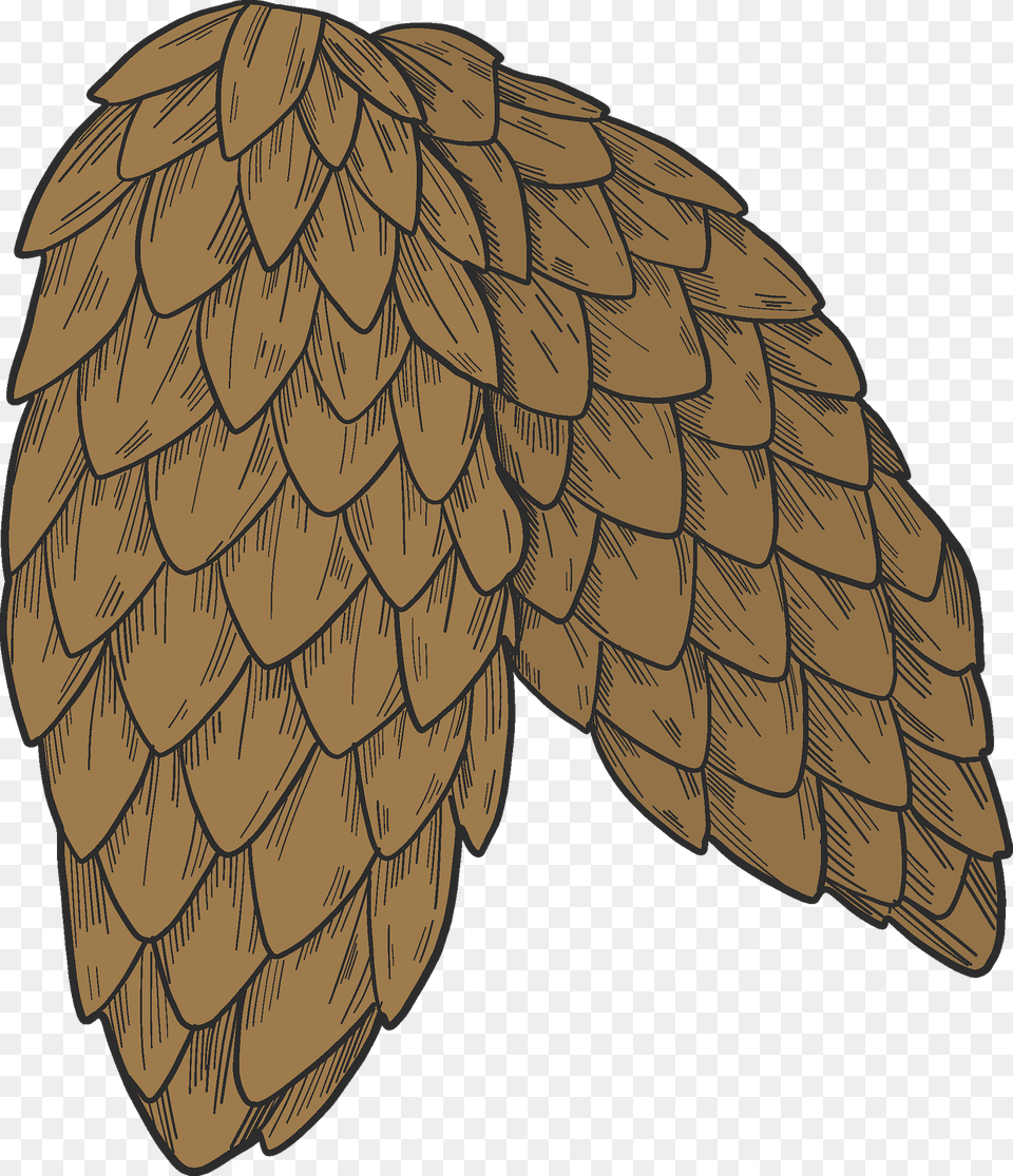 Pine Cones Clipart, Plant, Tree, Conifer, Person Free Png