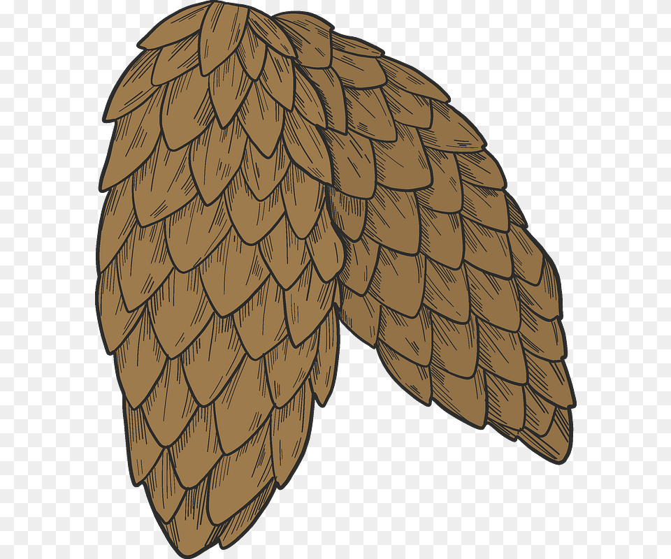 Pine Cones Clipart Sharp Shinned Hawk, Plant, Tree, Person, Animal Free Transparent Png
