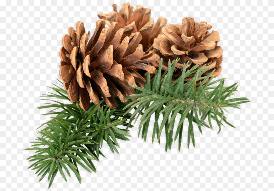 Pine Cones Mexican Pinyon, Conifer, Fir, Plant, Tree Png Image