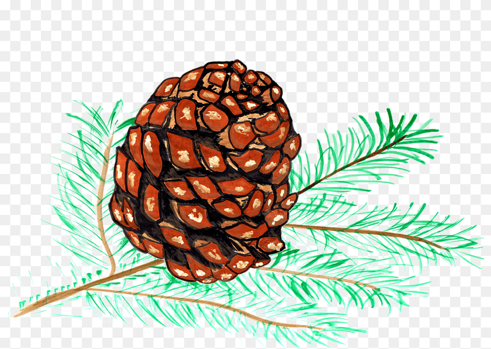Pine Cones Pine Watercolor Isolated Handpainted De Pino Dibujo, Conifer, Fir, Larch, Plant Free Png Download