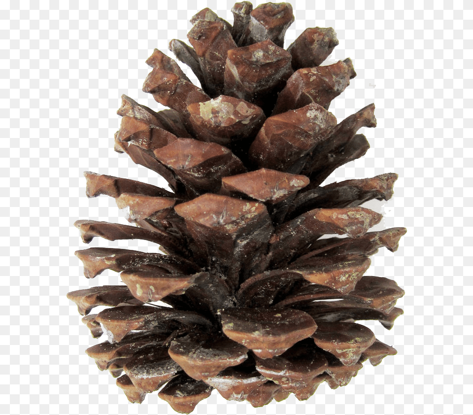 Pine Cones Pinecone, Accessories, Mineral, Plant, Tree Free Png