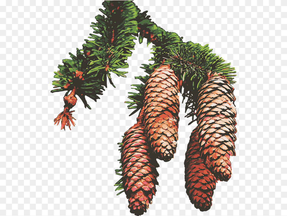 Pine Cones Trees Vector Graphic On Pixabay Shortleaf Black Spruce, Conifer, Fir, Tree, Plant Free Png Download