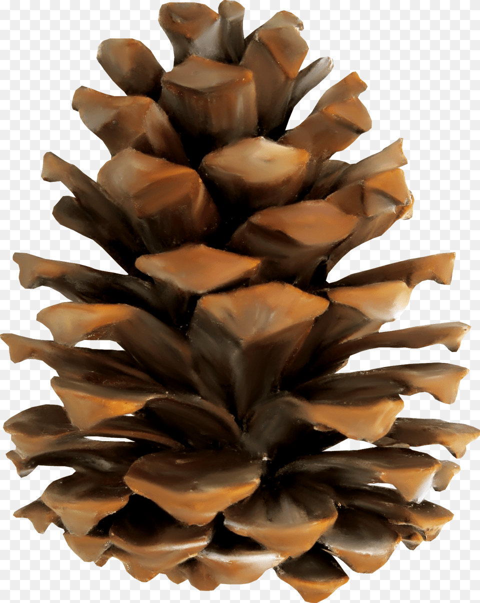 Pine Conifer Cone Euclidean Vector Pine Cone, Plant, Tree, Fir, Person Free Transparent Png