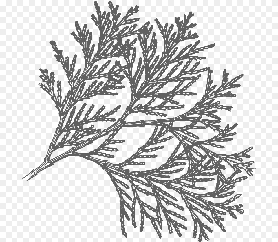 Pine Drawing Lodgepole Incense Cedar Tree Drawing, Plant, Outdoors, Nature, Weather Free Transparent Png