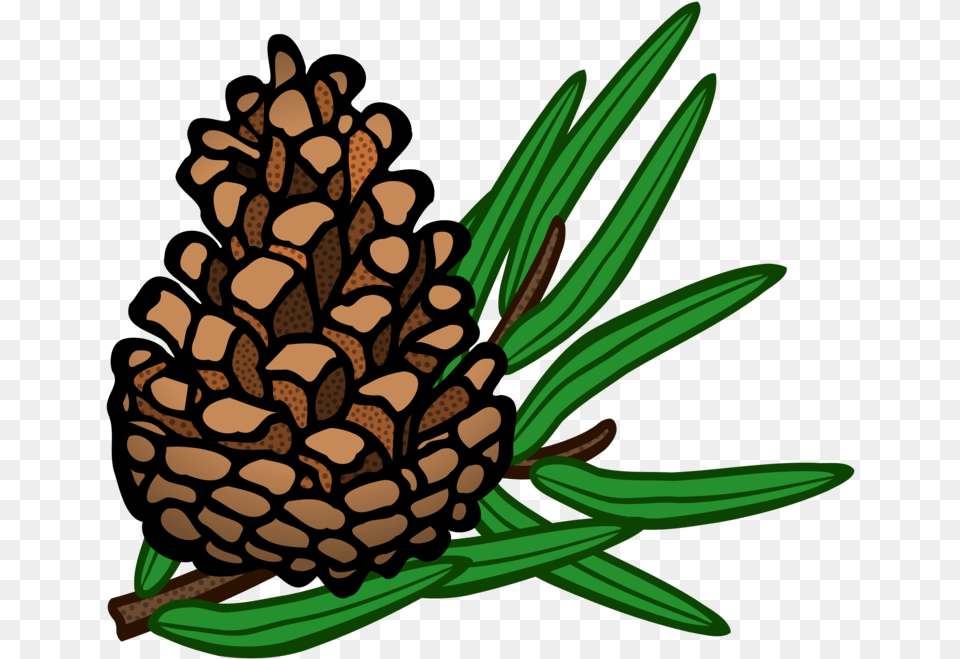 Pine Familyplantflower Pinecone Clipart, Tree, Conifer, Plant, Larch Free Png Download