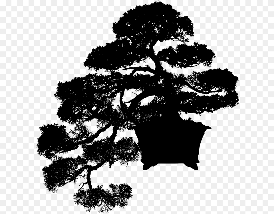 Pine Familyplantleaf Bonsai Silhouette, Gray Free Png