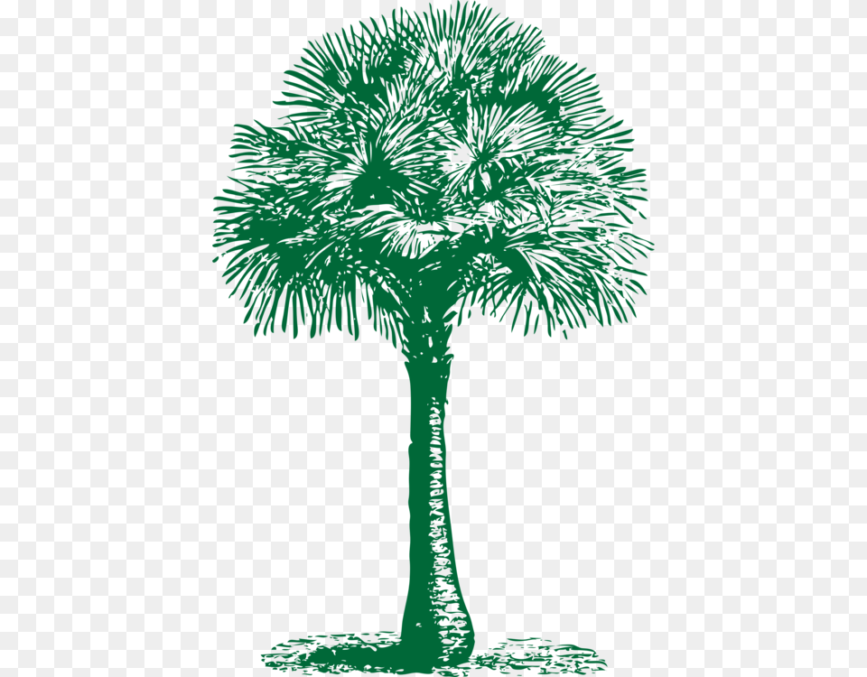 Pine Familyplantleaf Tree Fan Clip Art, Palm Tree, Plant, Vegetation, Grass Png