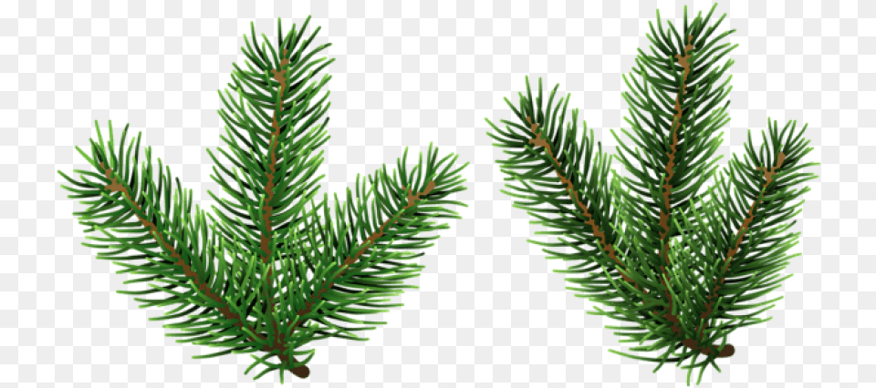 Pine Pine Tree Branch Clipart, Conifer, Fir, Plant, Spruce Free Png Download