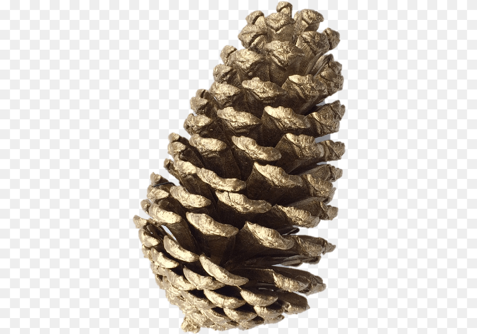 Pine Garland Close Christmas Pine Cones Christmas Pine Cone, Conifer, Plant, Tree Free Png