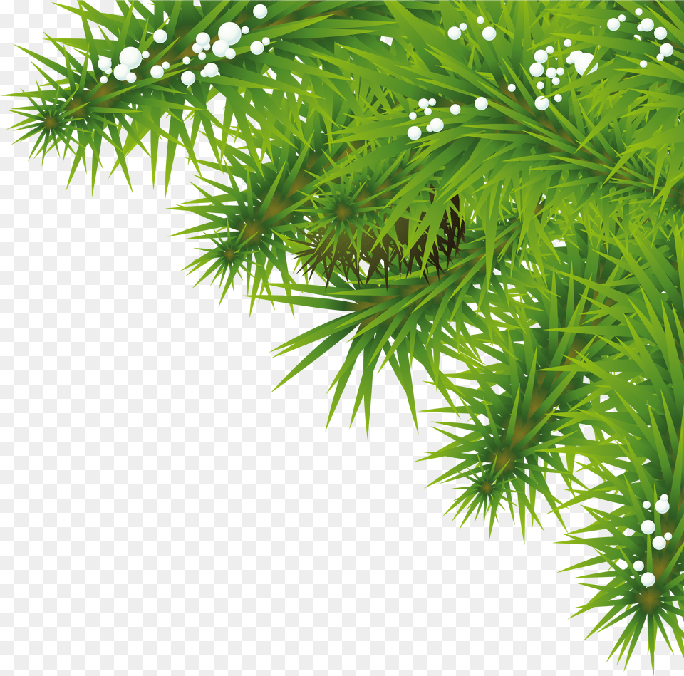 Pine Greenery Picture Christmas New Year Greetings, Conifer, Tree, Plant, Green Png Image