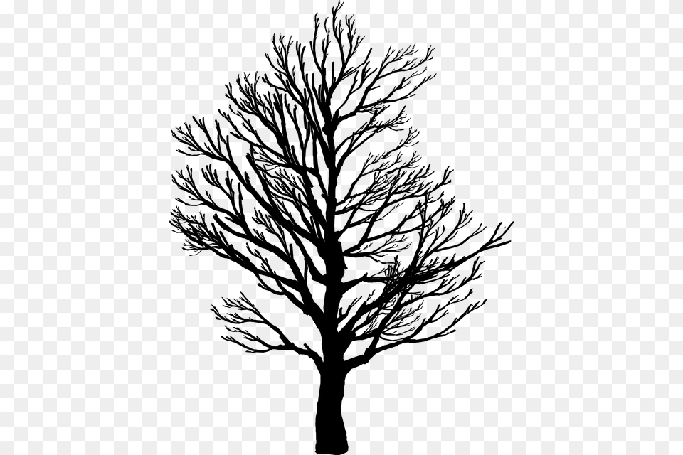 Pine Images Tree Silhouette Art, Gray Free Transparent Png