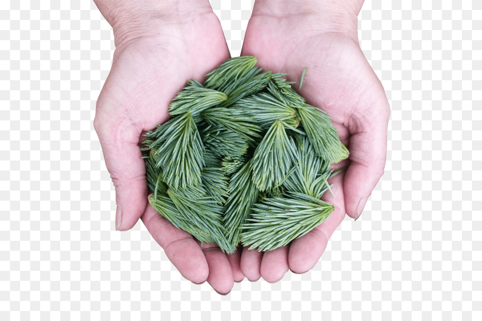 Pine Leaves Clip, Fir, Plant, Tree, Conifer Free Png