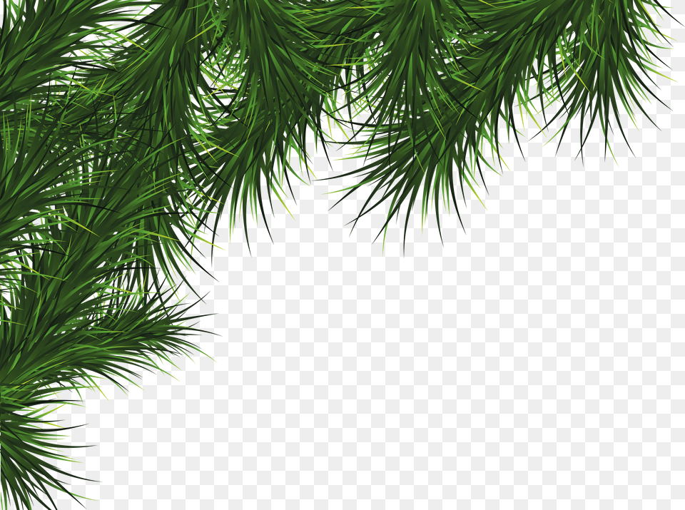 Pine Leaves Christmas Card Border Design, Conifer, Food, Plant, Seasoning Png Image