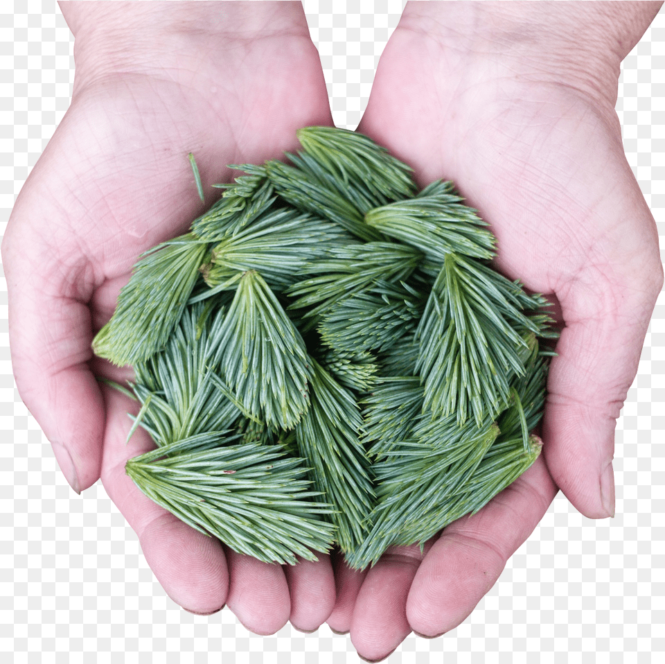 Pine Leaves Transparent Portable Network Graphics, Fir, Plant, Tree, Conifer Png Image