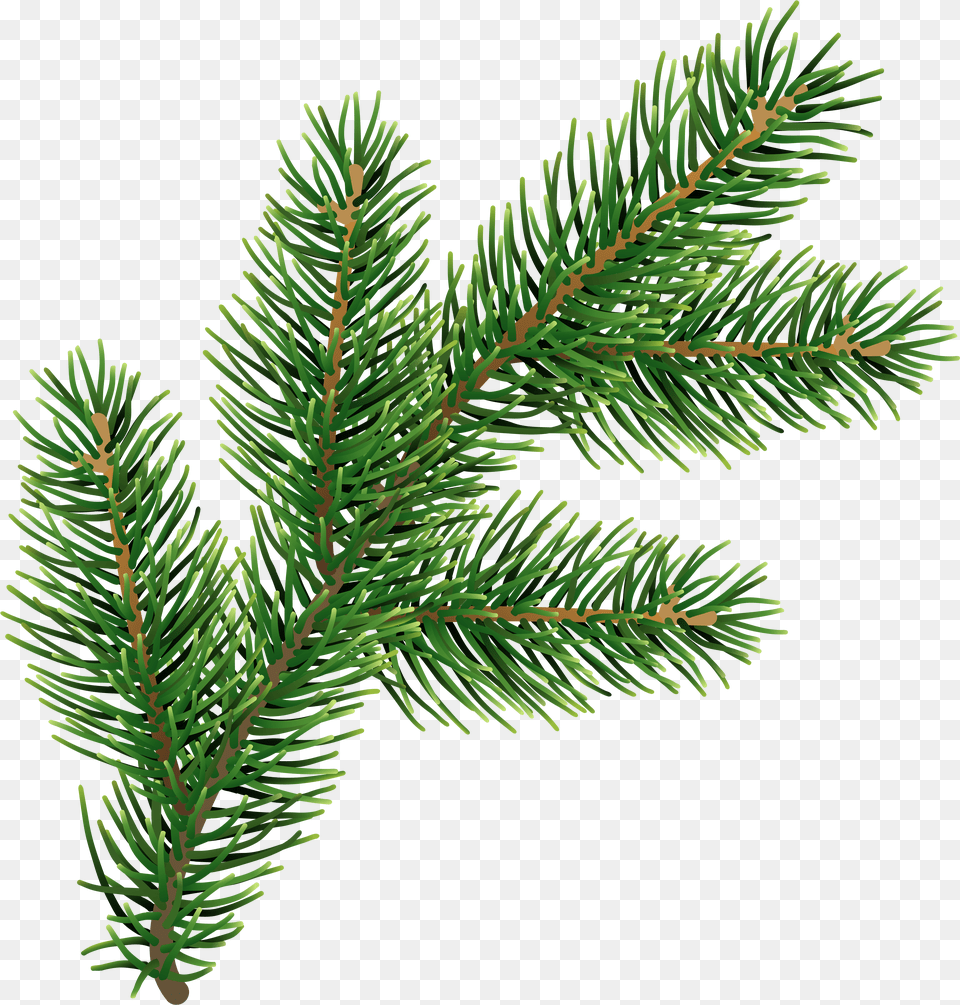 Pine Leaves Transparent Pine Leaves Png