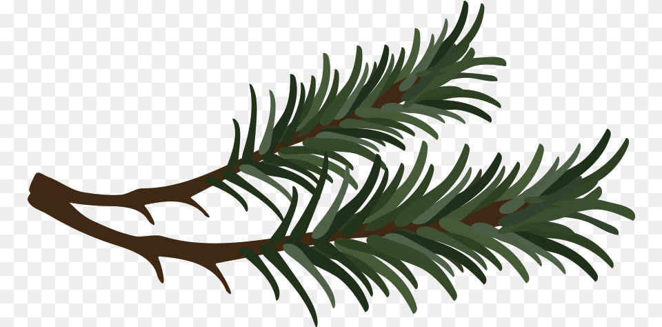 Pine Needle Clipart, Plant, Conifer, Tree, Fir Free Png Download