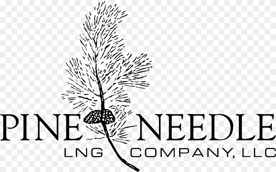 Pine Needle Logo Black And White Dunfermline Building Society, Plant, Tree, Art, Drawing Png