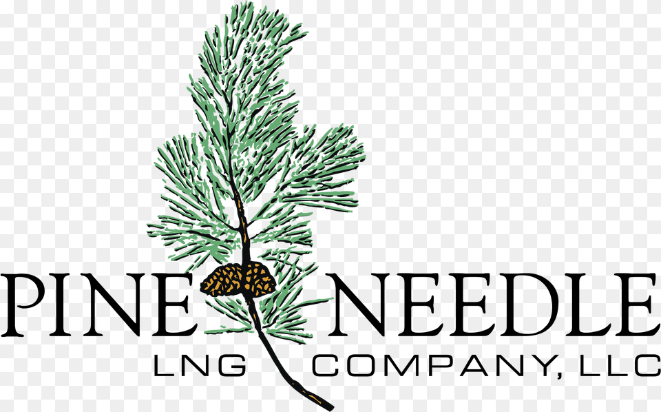 Pine Needle Logo Transparent Svg Temple University, Conifer, Plant, Tree, Fir Png
