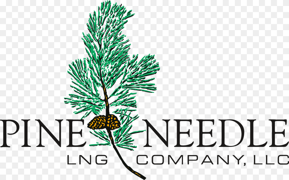 Pine Needle U2013 Logos Download Phoenix Greens School, Conifer, Plant, Tree Free Png
