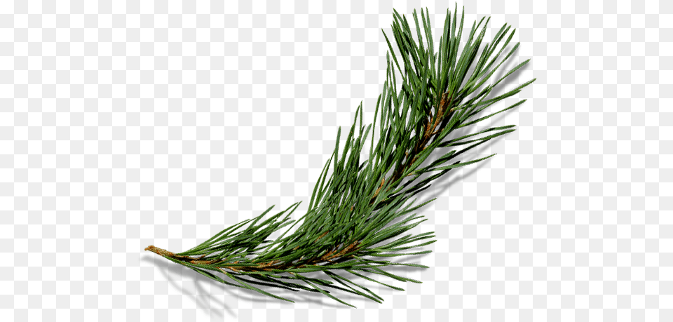 Pine Needles, Conifer, Fir, Plant, Tree Free Transparent Png