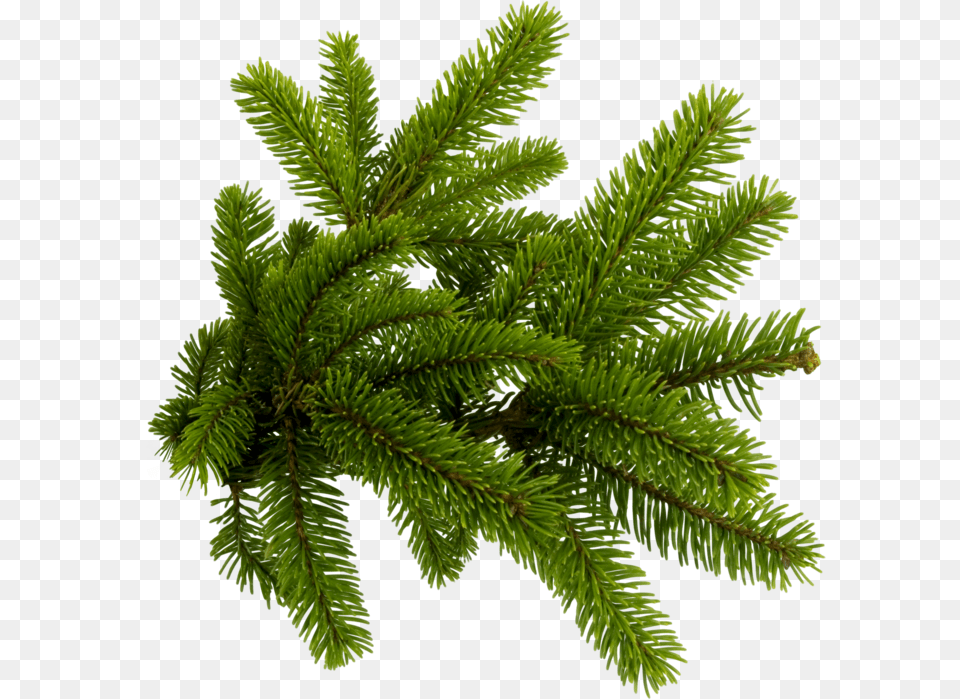 Pine Needles Christmas Tree Branch, Conifer, Fir, Plant, Spruce Png Image