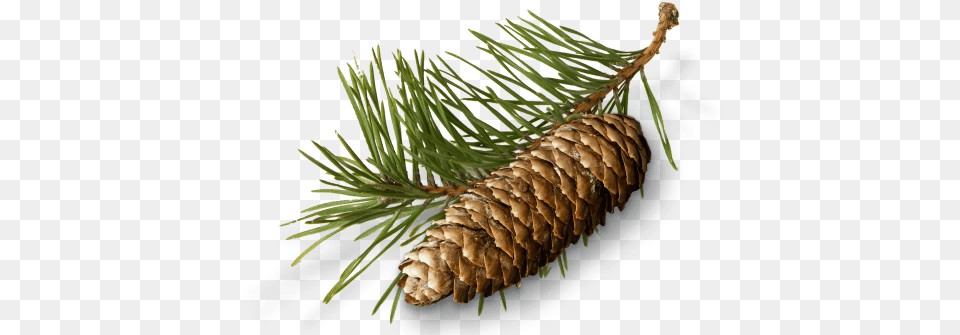 Pine Needles Cone And Conifer Cone Full Conifer Cone, Fir, Plant, Tree, Larch Png
