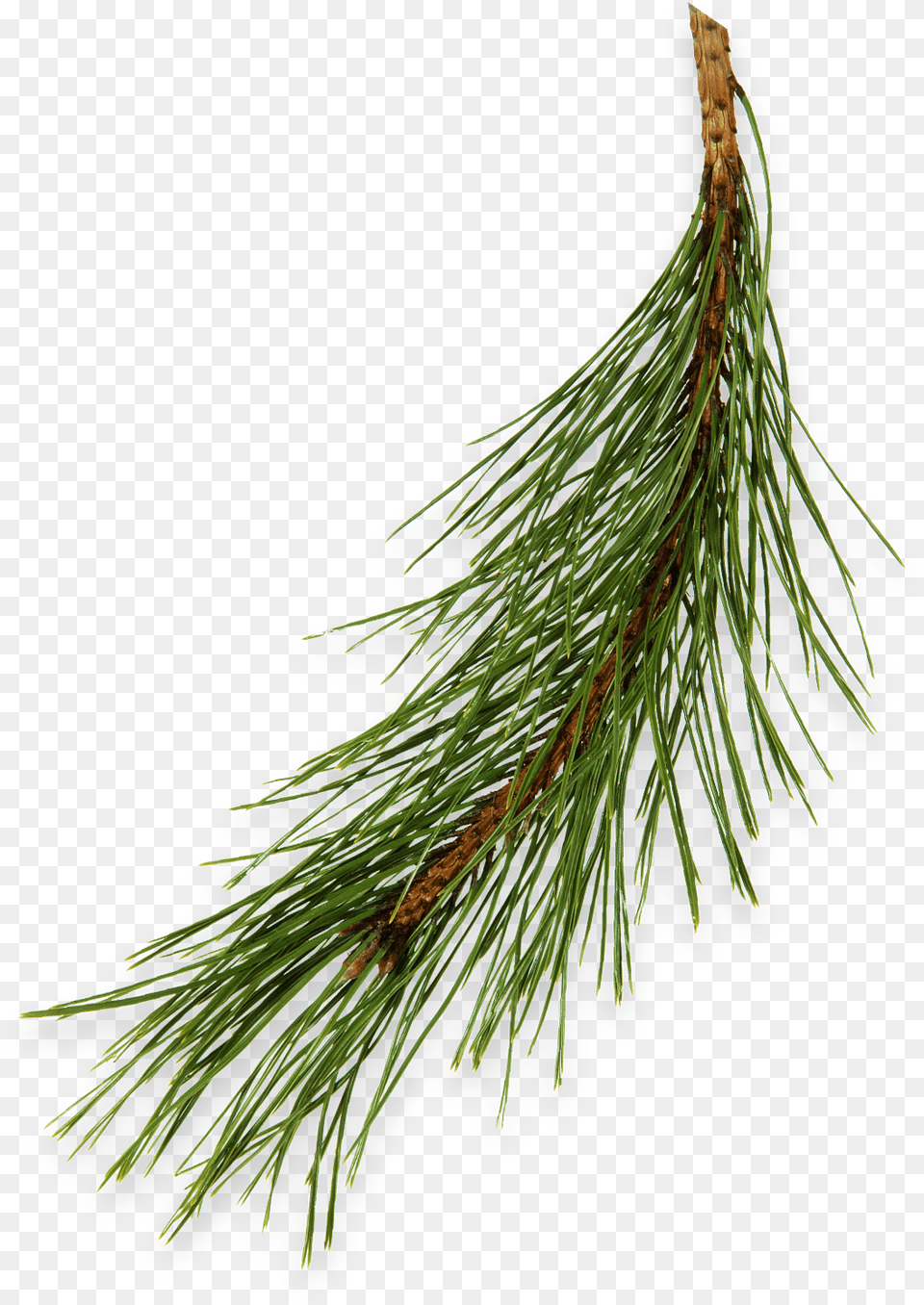 Pine Needles Shortstraw Pine, Conifer, Fir, Plant, Tree Free Png Download