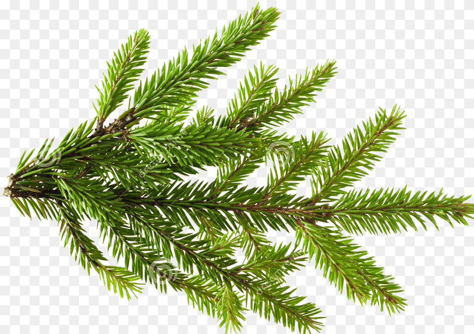Pine Pine Tree Leaf, Conifer, Fir, Plant, Spruce Png