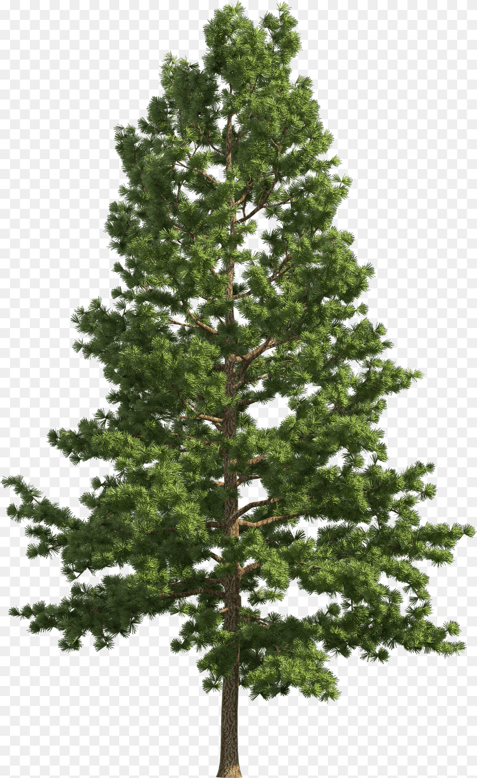 Pine Realistic Tree Pine Tree Transparent Background Free Png Download