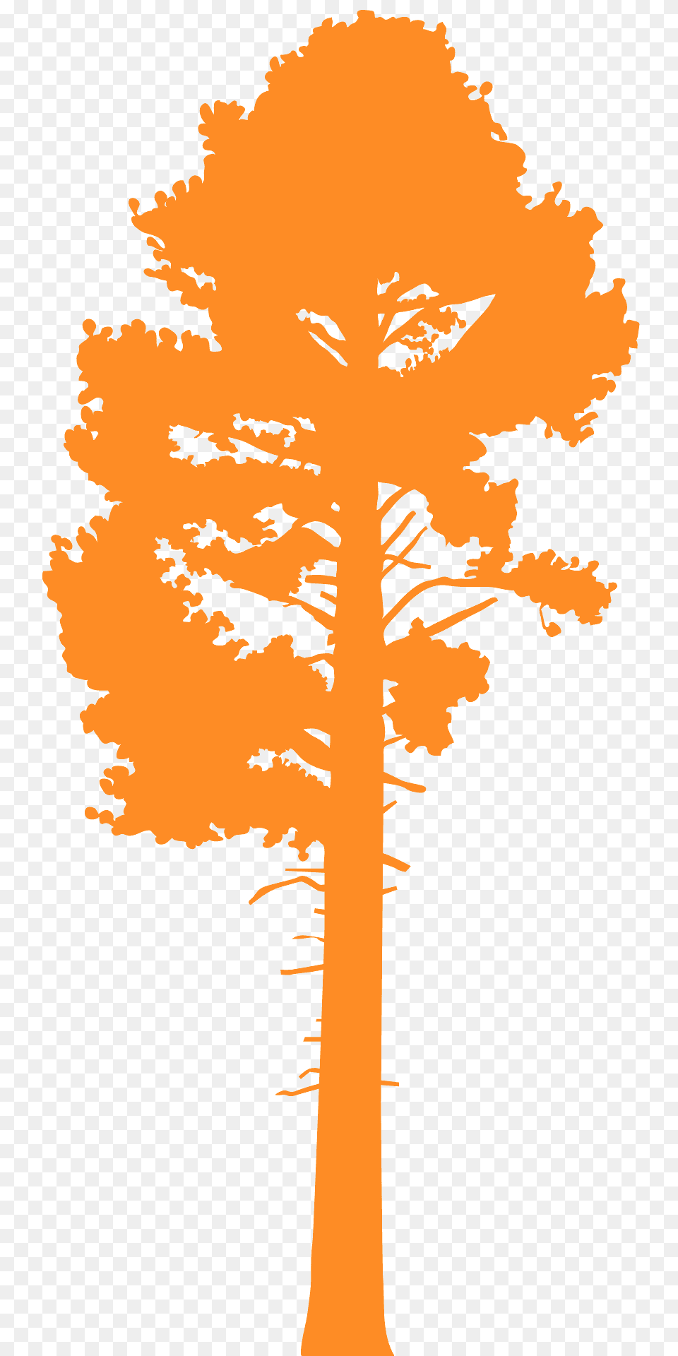 Pine Silhouette, Plant, Tree, Tree Trunk, Person Free Transparent Png