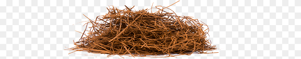 Pine Straw Lapacho, Nest Free Transparent Png