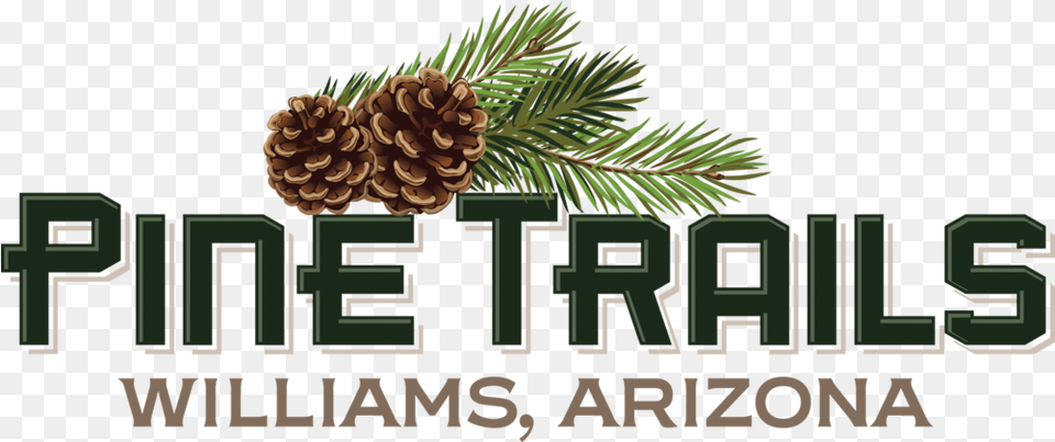 Pine Trails Williams Arizona New Homes Trail Life Logo, Conifer, Plant, Tree Png