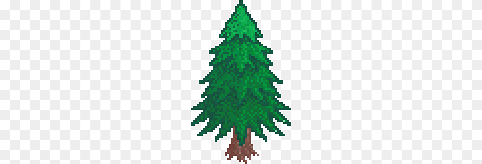 Pine Tree, Green, Plant, Fir, Conifer Free Png