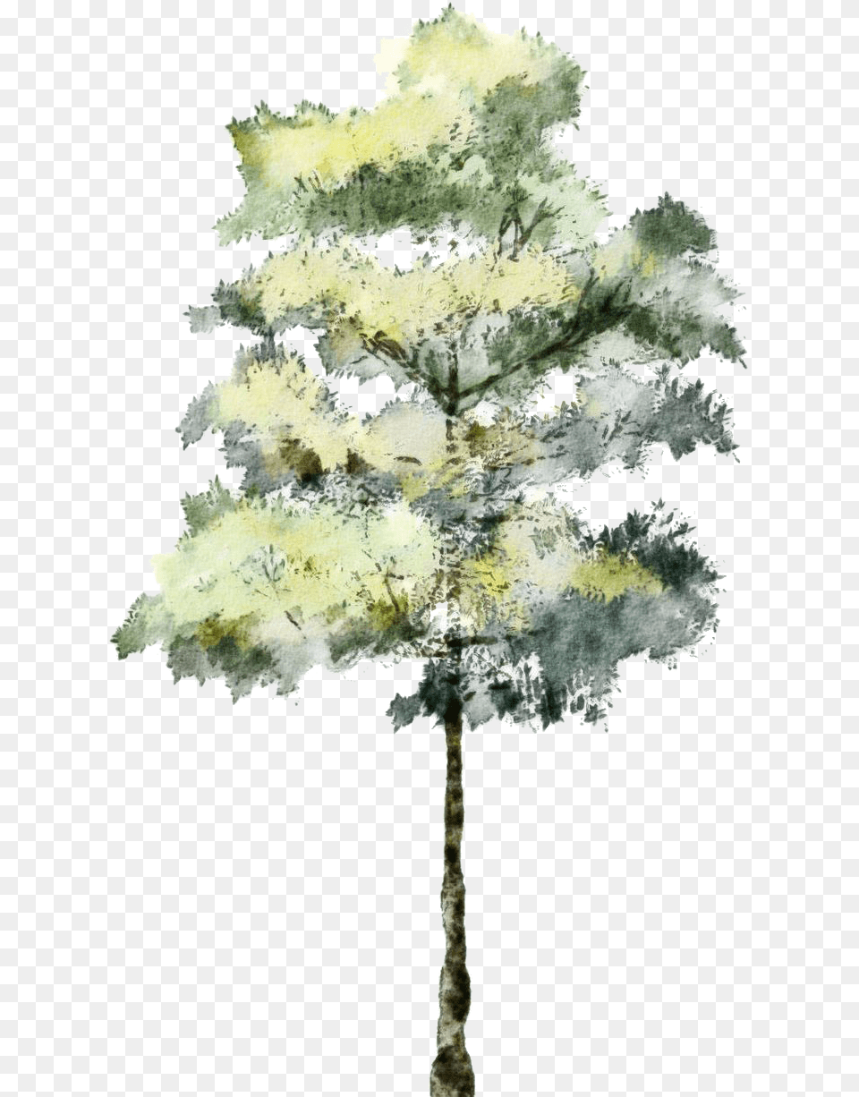 Pine Tree, Plant, Ice, Art, Oak Free Png Download
