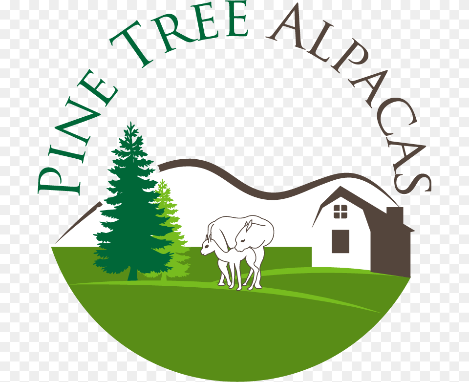 Pine Tree Alpacas, Grass, Plant, Animal, Wildlife Free Transparent Png
