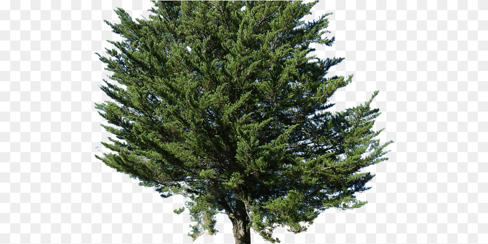 Pine Tree Alpha Top View Pine, Conifer, Fir, Plant Png Image