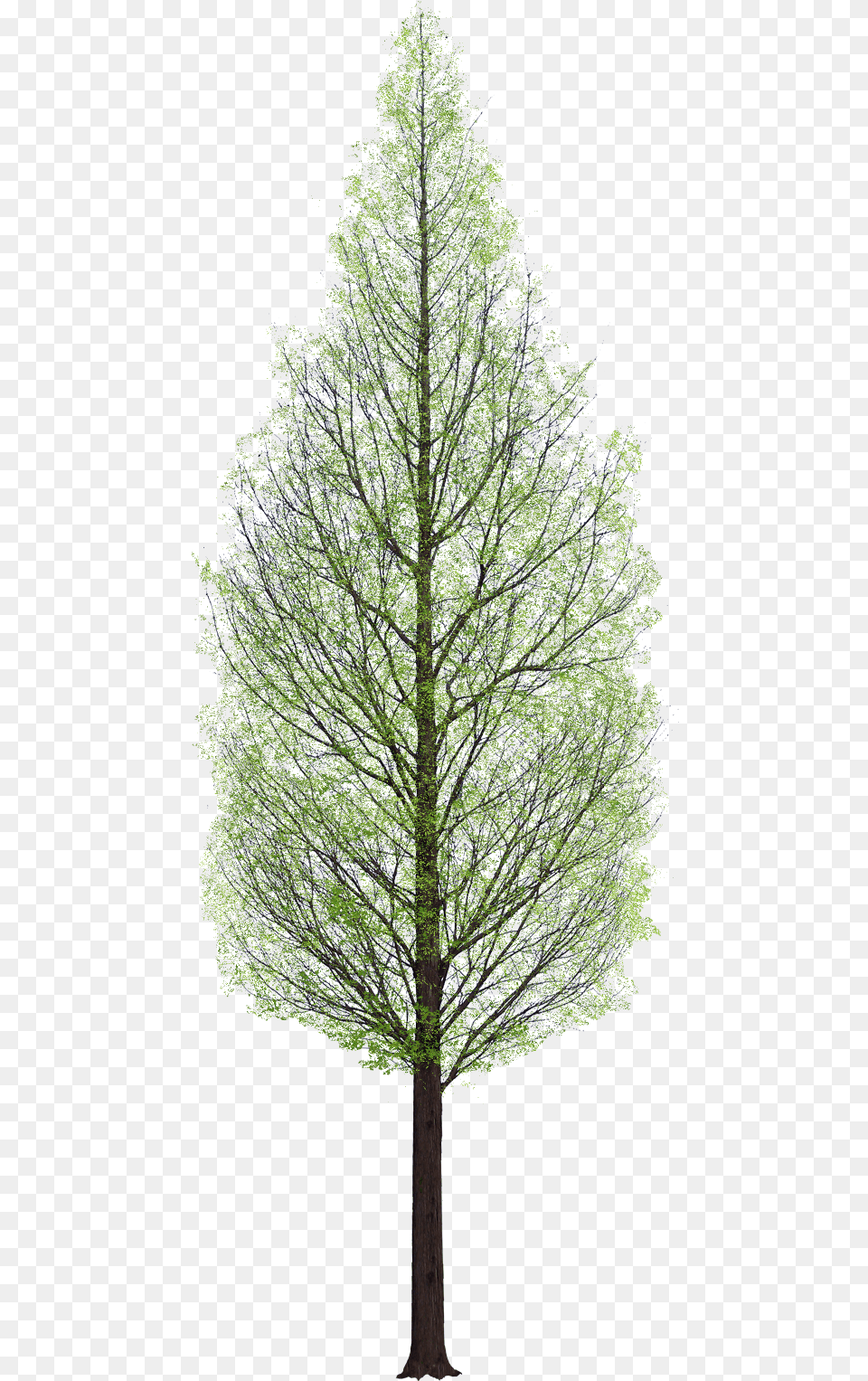 Pine Tree Architecture, Conifer, Fir, Plant Png