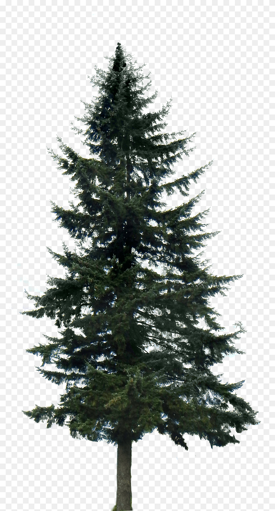 Pine Tree Big Transparent Background Pine Tree, Gray Png