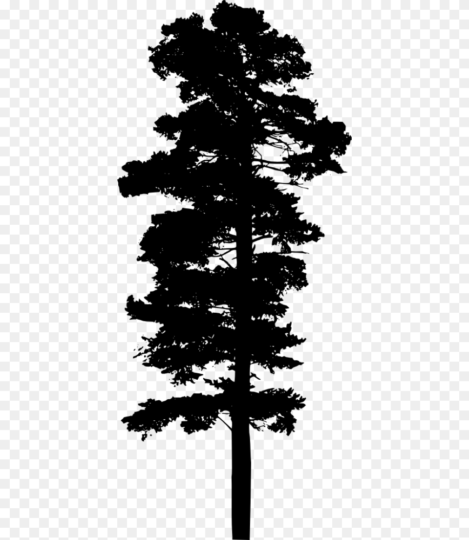 Pine Tree Black, Fir, Plant, Silhouette Free Png