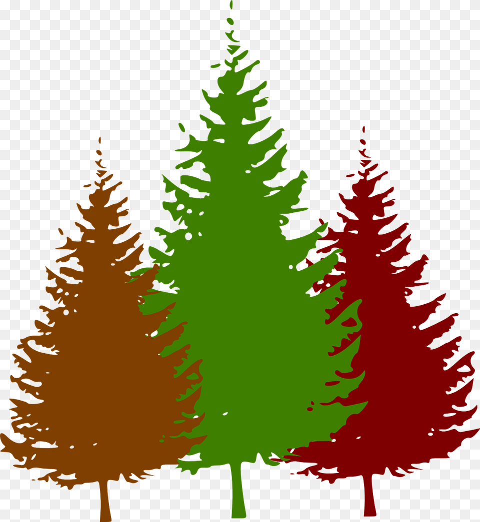 Pine Tree Black And White, Conifer, Fir, Plant, Person Png
