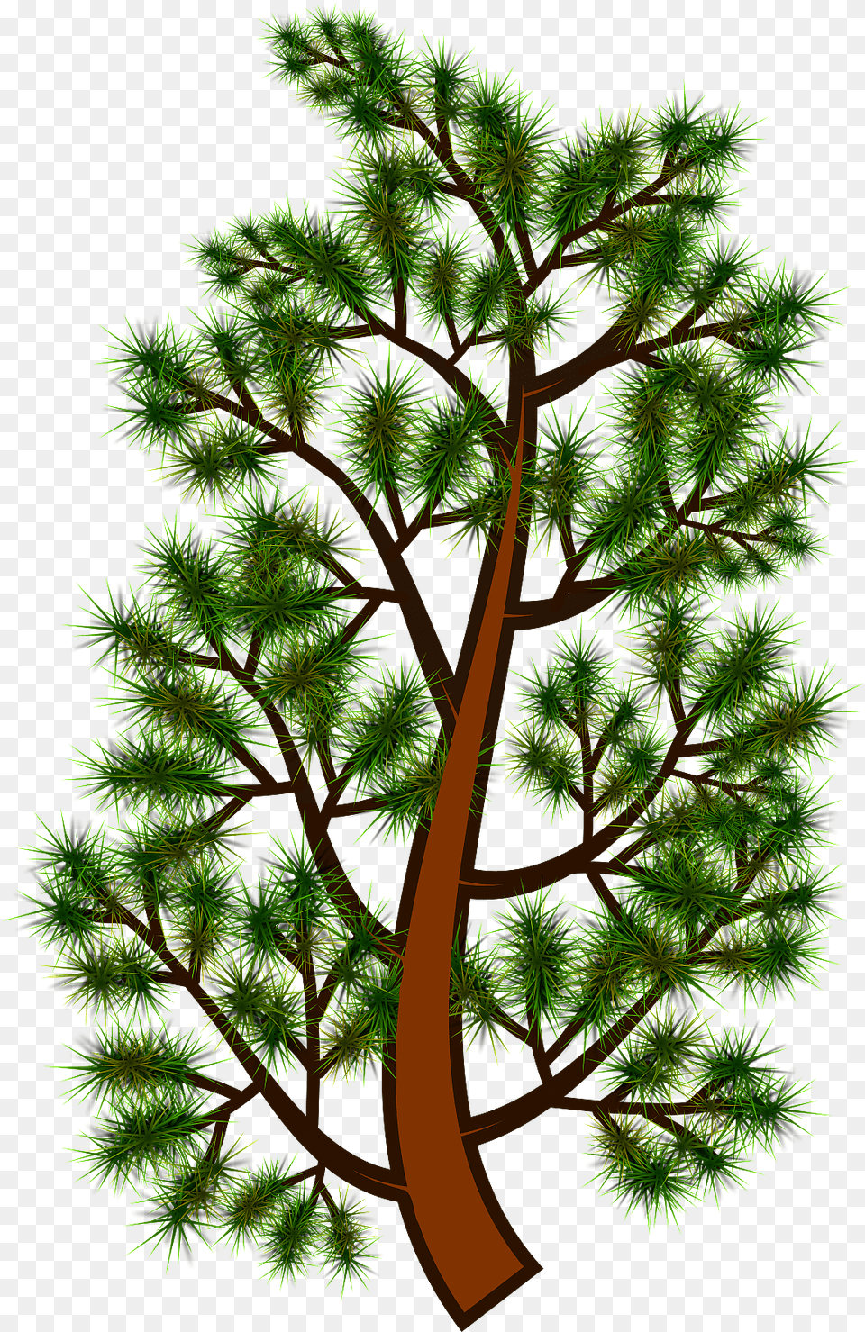 Pine Tree Branch 1 Clipart Tallo Del Pino, Conifer, Plant, Vegetation, Larch Png