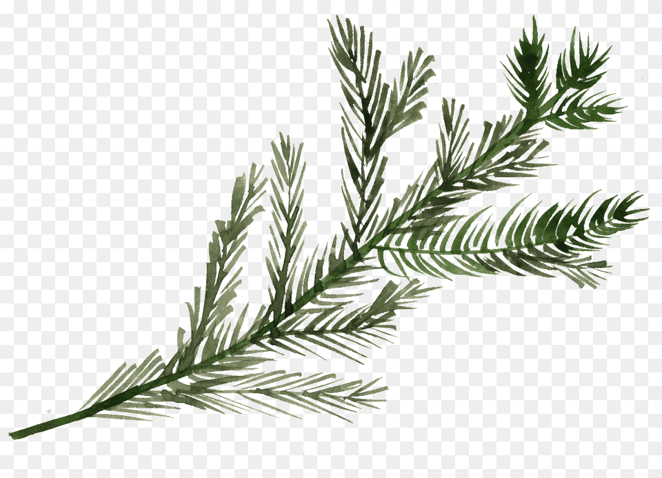 Pine Tree Branch, Conifer, Fir, Plant, Yew Free Png Download