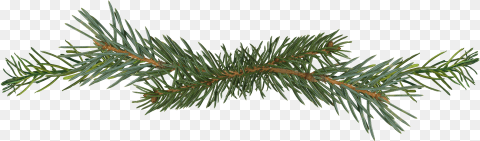 Pine Tree Branch, Conifer, Fir, Plant, Spruce Png