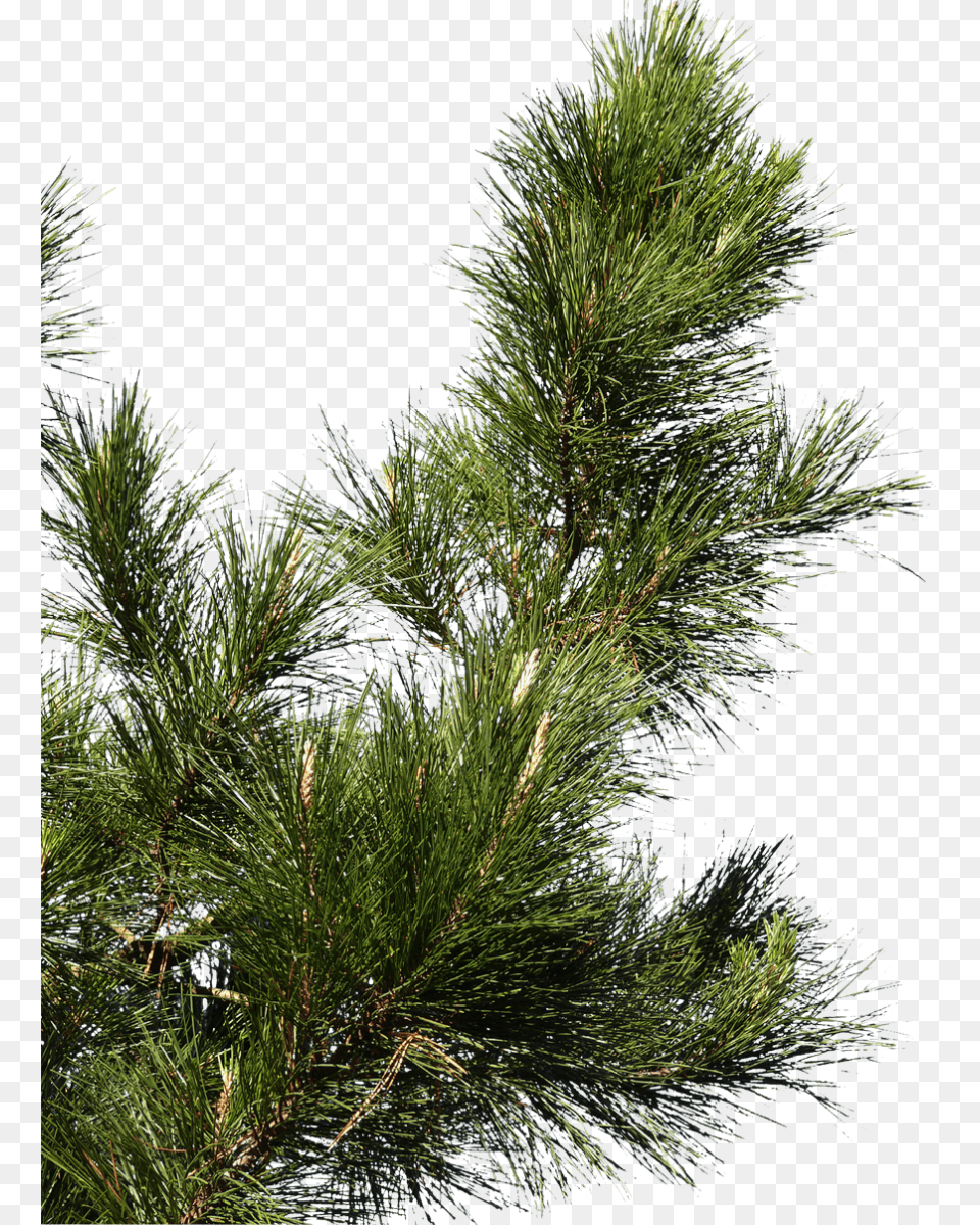 Pine Tree Branch, Conifer, Fir, Plant Free Png