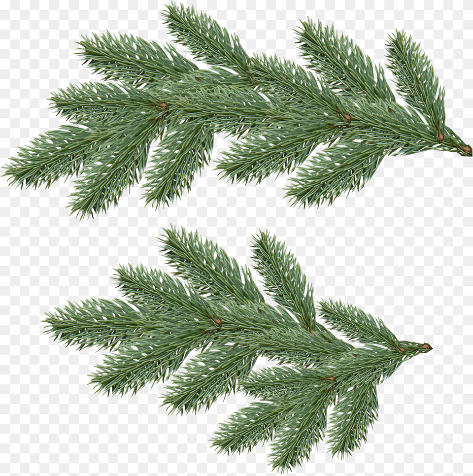 Pine Tree Branch, Conifer, Fir, Plant, Spruce Free Transparent Png