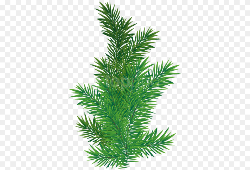 Pine Tree Branch, Conifer, Fir, Plant, Yew Free Png Download