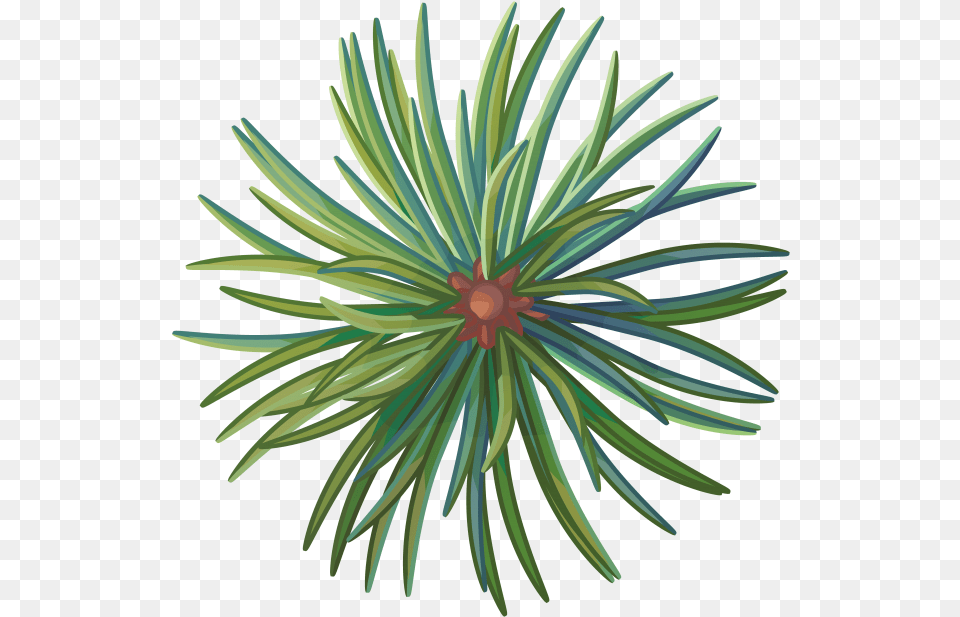 Pine Tree Branch Agave, Plant, Animal, Invertebrate, Sea Anemone Png Image