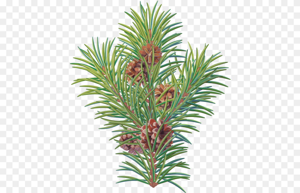 Pine Tree Branch Branch Christmas Tree, Conifer, Fir, Plant, Spruce Free Png Download