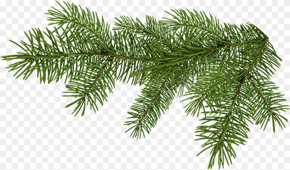 Pine Tree Branch Branche De Sapin Full Pine Branch, Conifer, Fir, Plant, Spruce Free Transparent Png
